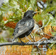 European starling on silk oak tree