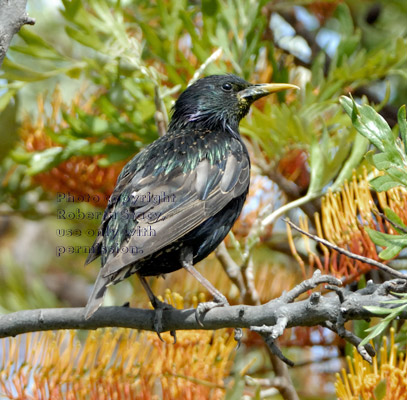 European starling on silk oak tree