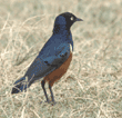 superb starling Tanzania (East Africa)