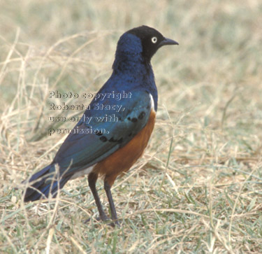 superb starling Tanzania (East Africa)