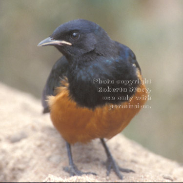 superb starling Tanzania (East Africa)