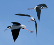 black-necked stilts