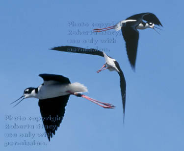 black-necked stilts