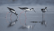 black-necked stilts