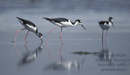 black-necked stilts