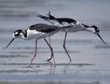 black-necked stilts