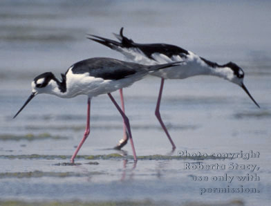 black-necked stilts