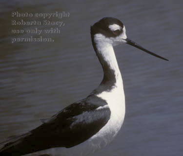 black-necked stilt