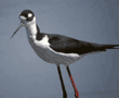 black-necked stilt