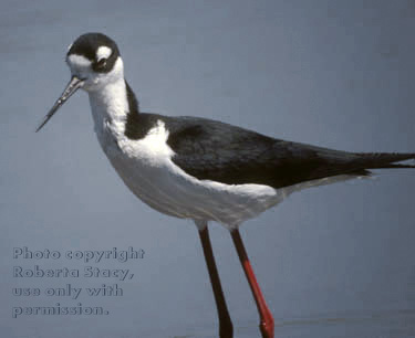 black-necked stilt