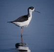 black-necked stilt