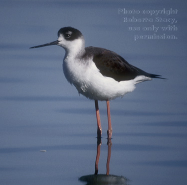 black-necked stilt