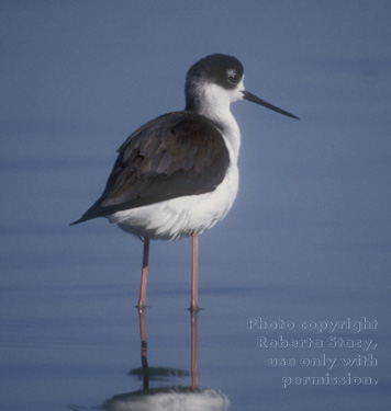 black-necked stilt