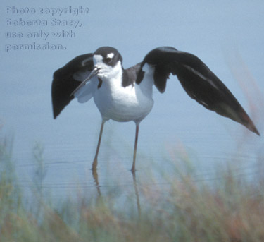 black-necked stilt