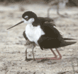black-necked stilt with chick