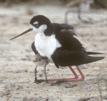 black-necked stilt & chick