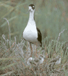 black-necked stilt with chick