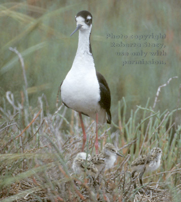 black-necked stilt & chicks