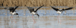 black-necked stilt landing on ice