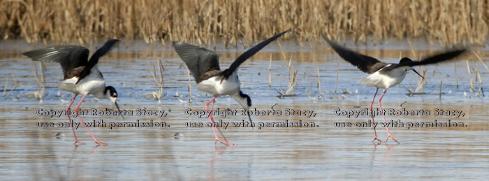 black-necked stilt landing on ice