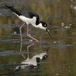 black-necked stilt looking for food