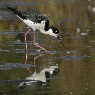 black-necked stilt looking for food