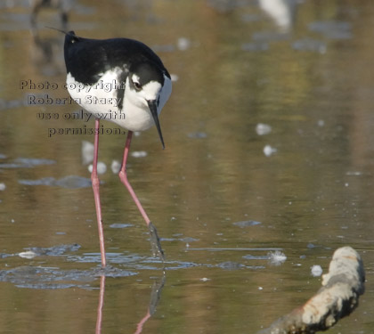 black-necked stilt with muddy foot