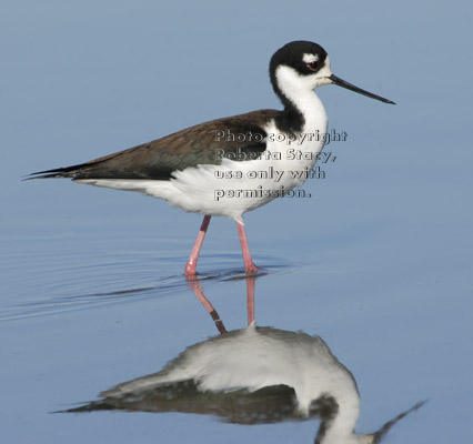 black-necked stilt walking in duck pond