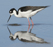 black-necked stilt with water dripping from its bill