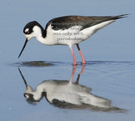 black-necked stilt with water dripping from its bill