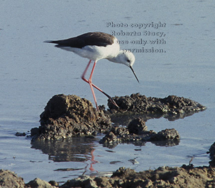 black-winged stilt Tanzania (East Africa)