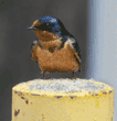 barn swallow