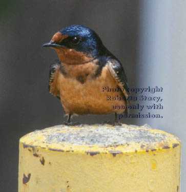 barn swallow