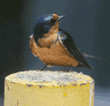 barn swallow