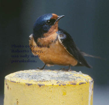 barn swallow