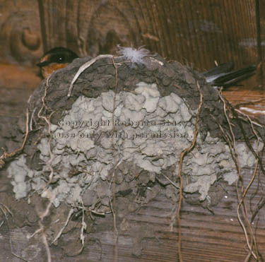 barn swallow in nest