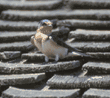 cliff swallow on roof of building