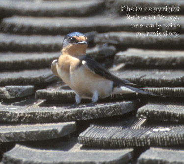 cliff swallow on roof of building