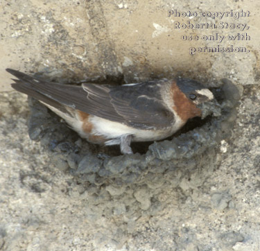 cliff swallow building nest