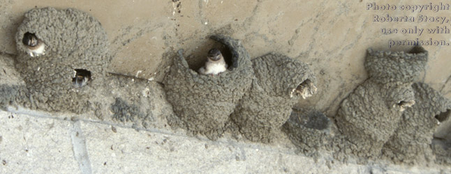 cliff swallow nests