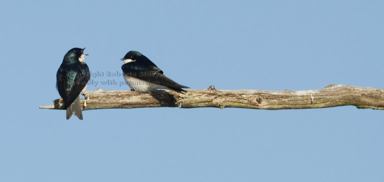 tree swallows on branch