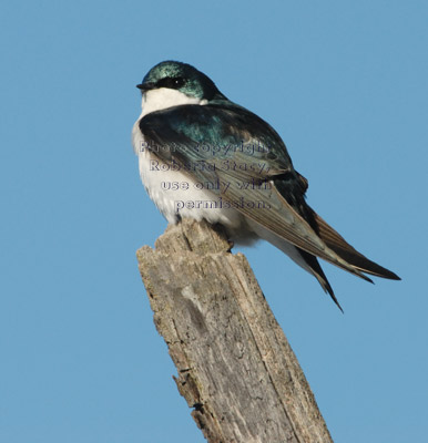 tree swallow