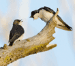 tree swallow, juvenile and adult