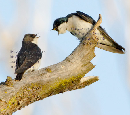 tree swallow, juvenile and adult