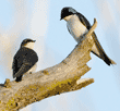 juvenile and adult tree swallows