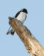 tree swallow