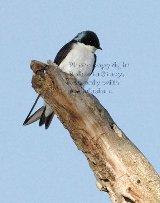 tree swallow