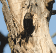 tree swallow looking in hole in tree where there is an active Nuttall's woodpecker nest