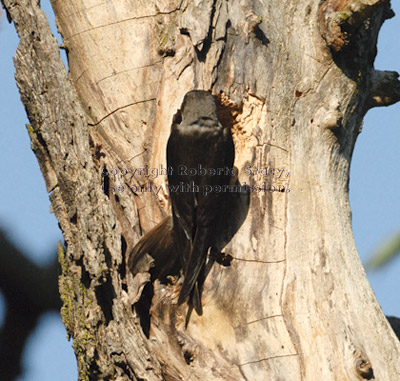 tree swallow looking in hole in tree where there is an active Nuttall's woodpecker nest