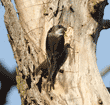 tree swallow at hole in tree where there is a woodpecker nest containing babies